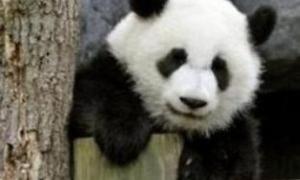 Американська панда вивчатиме китайську мову