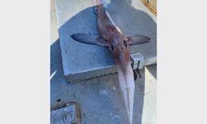 Канадські рибалки піймали диво-рибу з «крилами» і «гумовим носом»
