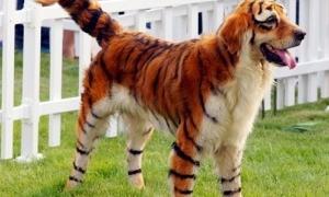 У Китаї з’явилась нова мода на собак