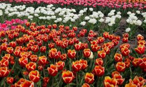 У Києві розквітнуть 100 тисяч тюльпанів на честь Героїв Небесної Сотні