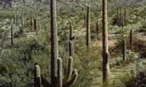 Мери мексиканських міст мають зв'язки із наркомафією