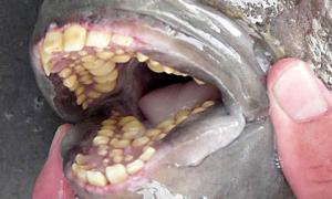 Незвичайну рибу з зубами людини спіймали у Флориді
