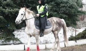 У Луцьку з’явиться кінний патруль