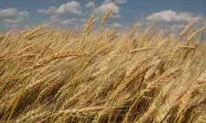 В Україні завершено збір урожаю ранніх зернових