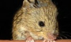 Ученим вдалося виростили дорослим мишам нові зуби