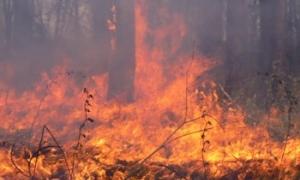 35 гектарів лісу знищили пожежі в Чернігівській області