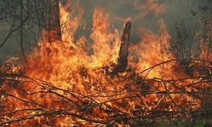 У лісах Криму оголошено підвищену пожежну небезпеку
