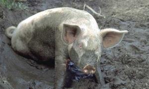 Україна тимчасово не імпортуватиме свиней з Північної Ірландії