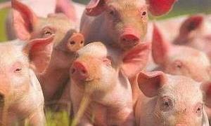 У США починається масове випробування вакцини проти вірусу A/H1N1