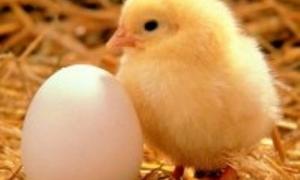 Культура впливає на еволюцію нарівні з генетикою