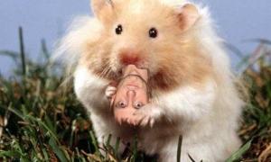 В одному з готелів Франції відвідувачам пропонують перетворитися на хом'яка