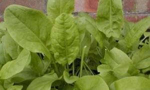 Відвар зі щавлю виводить глистів