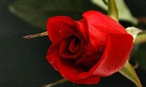 Голландські прикордонники знайшли у трояндах вантаж кокаїну