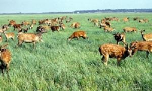 «Асканія-Нова» у півфіналі всесвітнього конкурсу