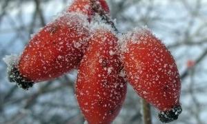 Хвоя та шипшина — найкращі ліки від весняної втоми