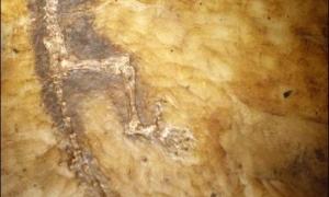 Знайшли невідому ланку еволюції приматів