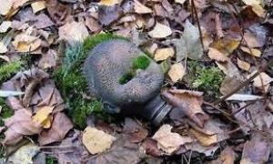 На Кубі відбулася прем'єра фільму про Чорнобиль