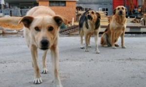 Проблему бродячих собак може вирішити програма зі стерилізації