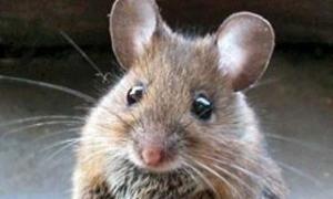 Миші майже повністю з'їли Музей хліба у Вінниці