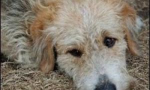 Кияни зібрали для безпритульних собак майже 4 тисячі гривень