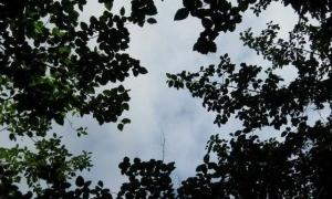 Дерева сприяють глобальному потеплінню - вчені