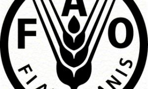 До 2050 року виробництво світового продовольства потрібно збільшити на 70%