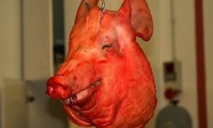 Ветеринари заборонили ввозити до України імпортну продукцію тваринництва через свинячий грип