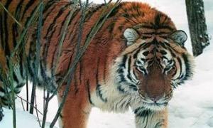 У китайському зоопарку від голоду померли 11 тигрів