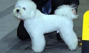 У Києві зібралися 4 тисячі гламурних собак