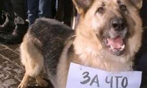 КМДА звинувачують в массовому вбивстві безпритульних тварин