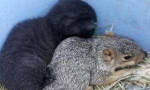 Кішка стала мамою для білченятка