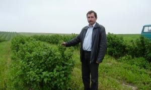 У Привітному розводять польську смородину