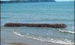 У Британії на берег викинуло колоду з 2000 щупалець 