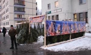 Ялинки у Луцьку можна купити тільки у спеціально відведених місцях