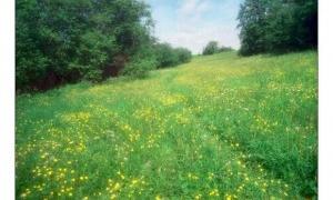 БЮТ: Черновецький та Янукович вирішили привласнити 23,4 га столичної землі