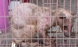 У Китаї спіймали лису чупакабру