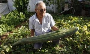 Ізраїльтянин виростив найдовший огірок