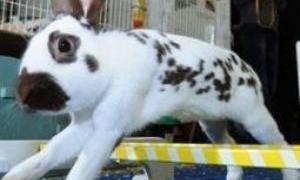 У Великій Британії влаштували змагання для кроликів
