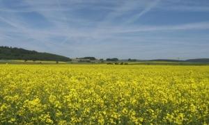 Тимошенко ліквідує 