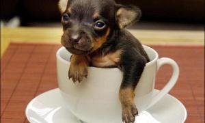 Британський собака поміщається у кавовій чашці