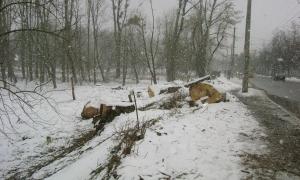 Чи стане Центральний парк місцем культури і відпочинку лучан