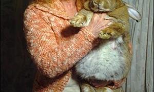 Померла найбільша кролиця світу від страху перед сценою