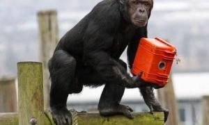 Мавпи зняли фільм для BBC