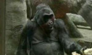 Найстарішій горилі, яку утримують в неволі, виповнилося 53 роки