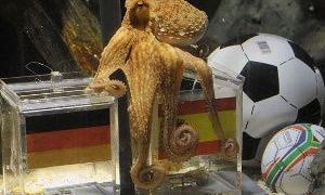 Восьминога-оракула запросили на «Битву екстрасенсів»