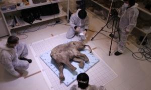 Мамонтеня Любу застрахували на мільйон євро