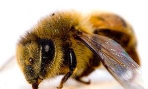 Бджоли паралізували рух по автостраді в США