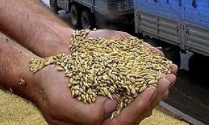 Нові ГОСТи підірвуть зерновий ринок