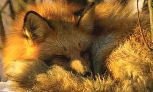 Сьогодні день лисиці у Київському зоопарку