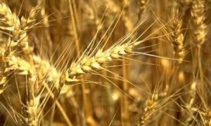 Через спеку вартість українського зерна зростає